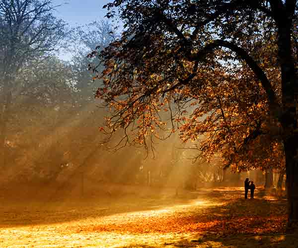 an autumnal scene with an adult and a child looking at the trees