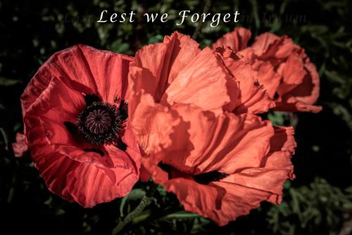 Remembrance Day Poppies